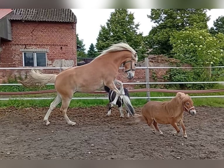 Haflinger Ruin 3 Jaar 153 cm Vos in Salzwedel