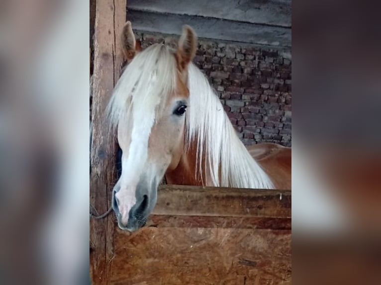Haflinger Ruin 3 Jaar 153 cm Vos in Salzwedel