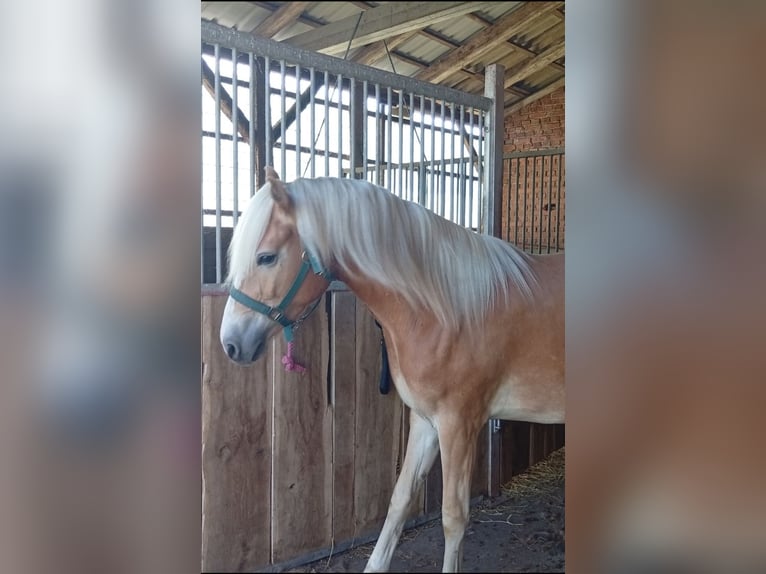 Haflinger Ruin 3 Jaar 153 cm Vos in Salzwedel