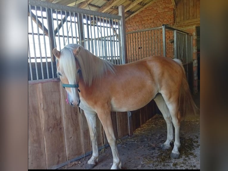 Haflinger Ruin 3 Jaar 153 cm Vos in Salzwedel