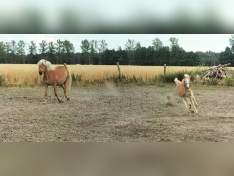 Haflinger Ruin 3 Jaar 153 cm Vos in Salzwedel