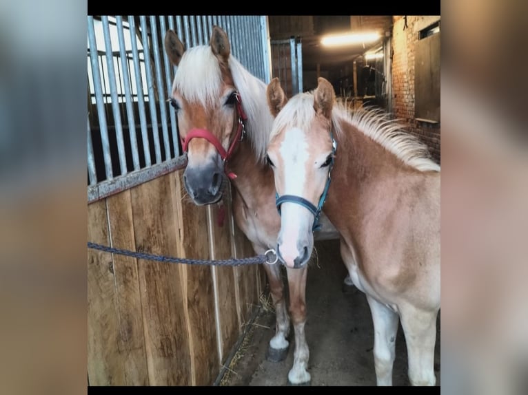 Haflinger Ruin 3 Jaar 153 cm Vos in Salzwedel