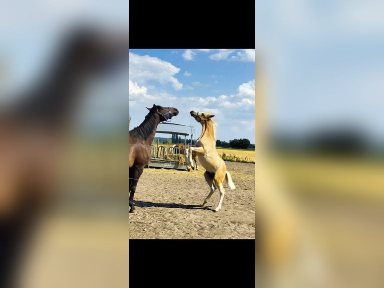 Haflinger Ruin 3 Jaar 153 cm Vos in Salzwedel