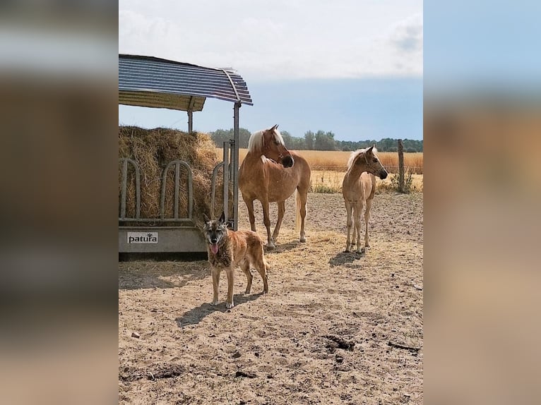 Haflinger Ruin 3 Jaar 153 cm Vos in Salzwedel