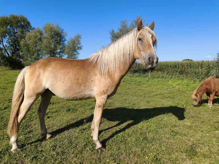 Haflinger Ruin 3 Jaar 154 cm  in Blowatz