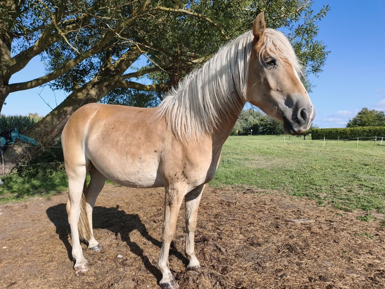 Haflinger Ruin 3 Jaar 154 cm  in Blowatz