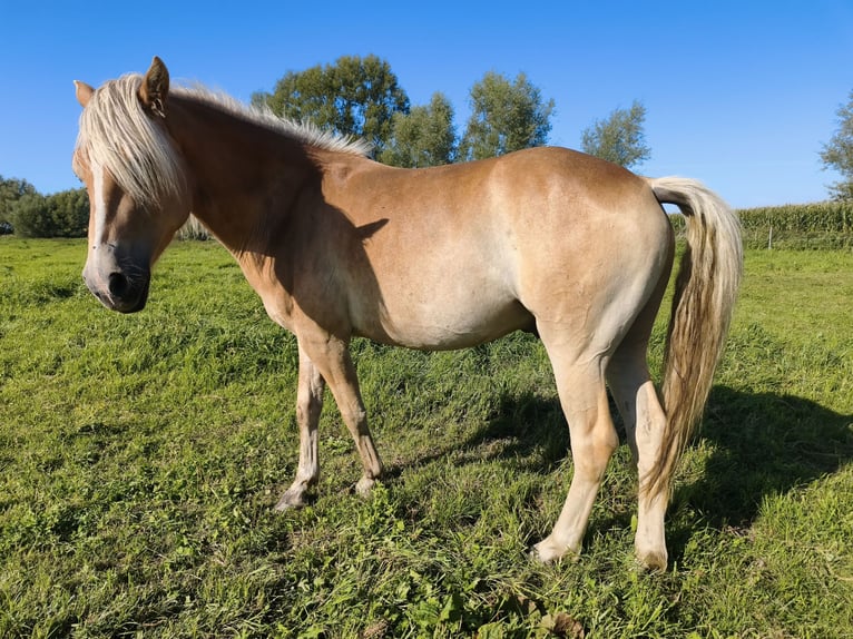 Haflinger Ruin 3 Jaar 154 cm  in Blowatz