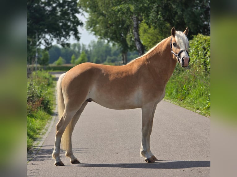Haflinger Ruin 3 Jaar 155 cm  in Someren