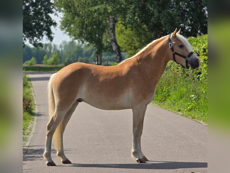 Haflinger Ruin 3 Jaar 155 cm  in Someren