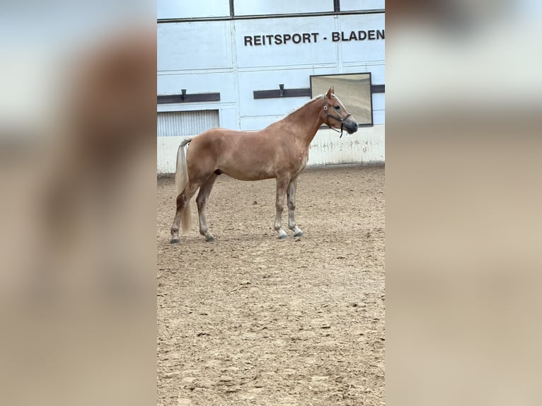 Haflinger Ruin 3 Jaar 155 cm  in Castrop-Rauxel