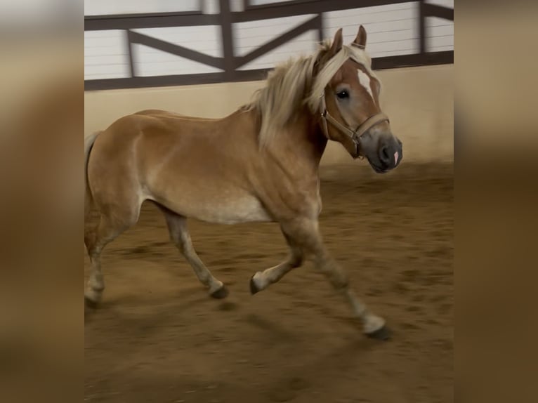 Haflinger Ruin 3 Jaar 155 cm  in Castrop-Rauxel