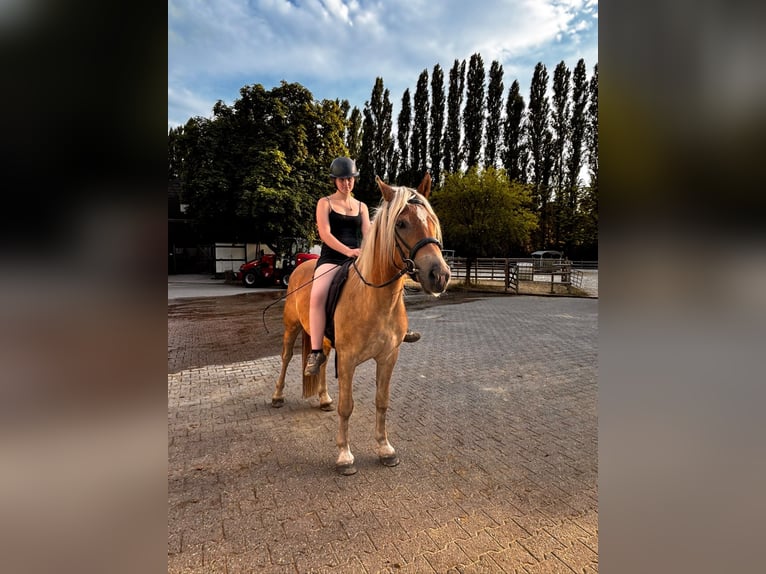 Haflinger Ruin 3 Jaar 155 cm  in Castrop-Rauxel