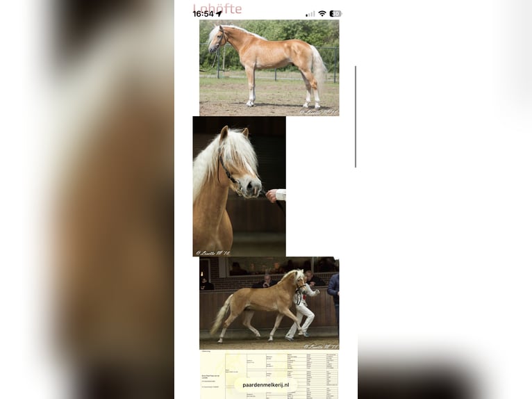 Haflinger Ruin 3 Jaar 155 cm  in Castrop-Rauxel