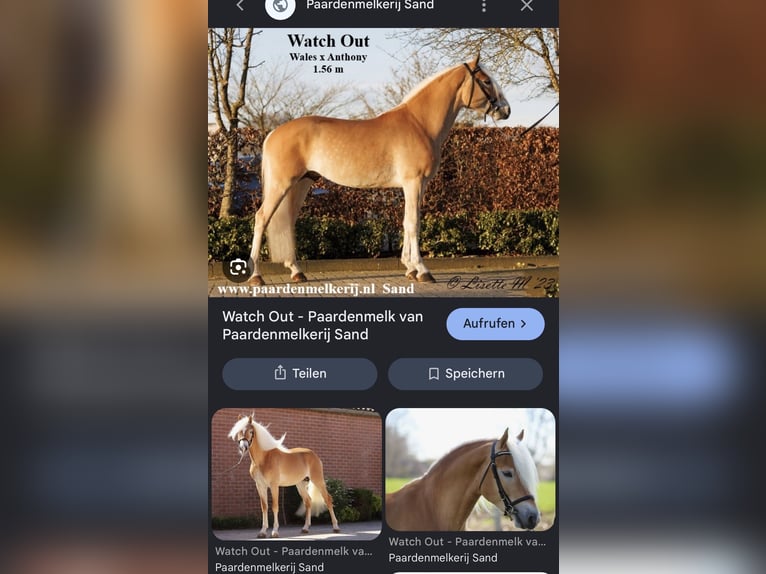 Haflinger Ruin 3 Jaar 155 cm  in Castrop-Rauxel