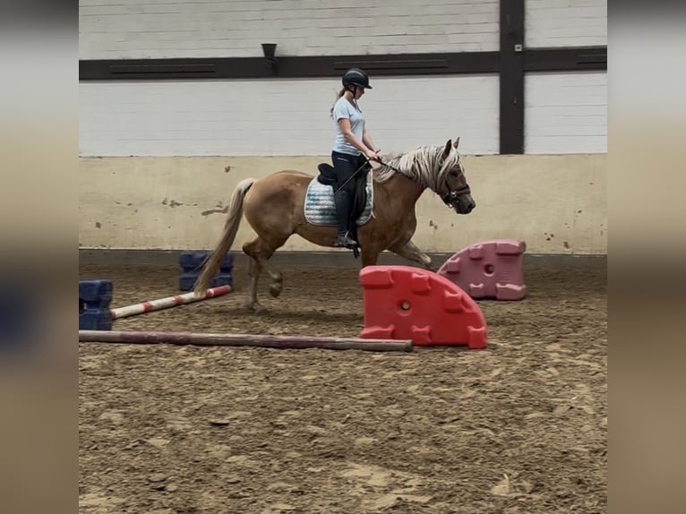 Haflinger Ruin 3 Jaar 155 cm  in Castrop-Rauxel