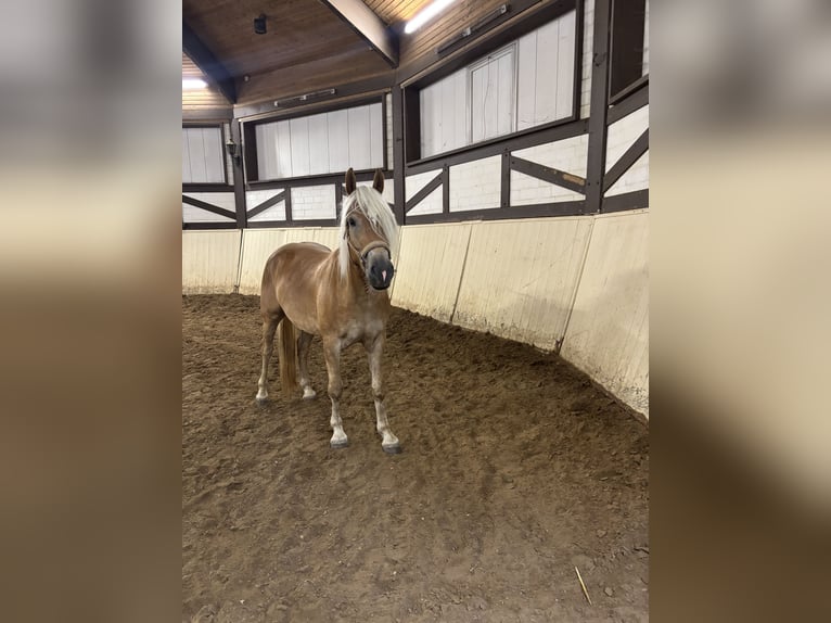 Haflinger Ruin 3 Jaar 155 cm  in Castrop-Rauxel