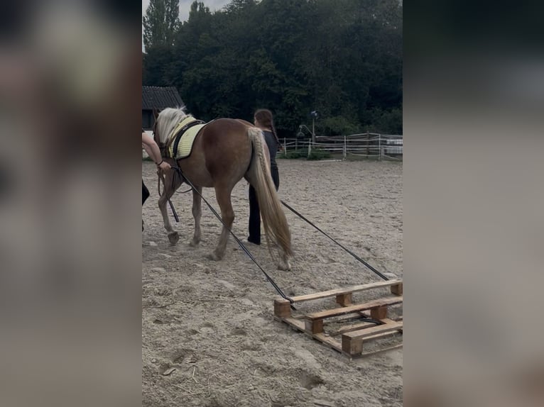 Haflinger Ruin 3 Jaar 155 cm  in Castrop-Rauxel