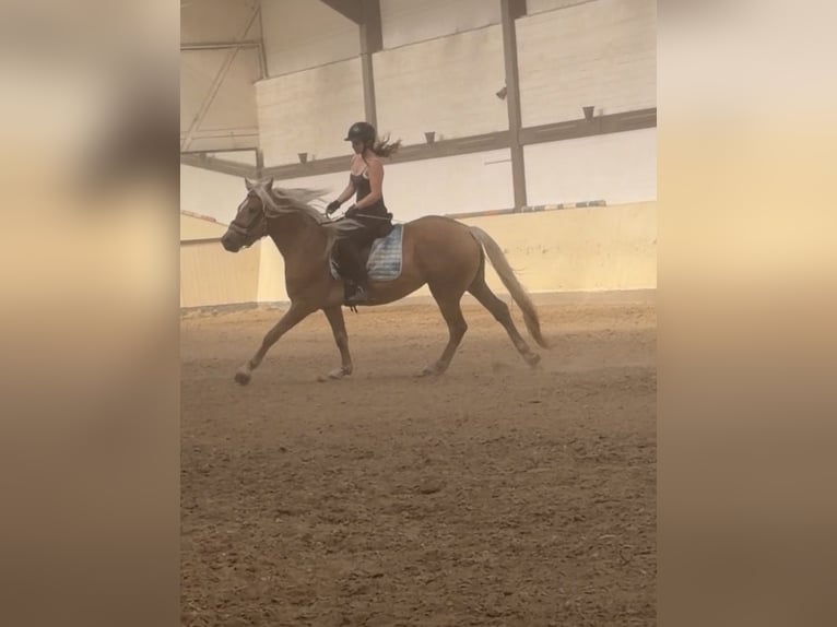 Haflinger Ruin 3 Jaar 155 cm  in Castrop-Rauxel