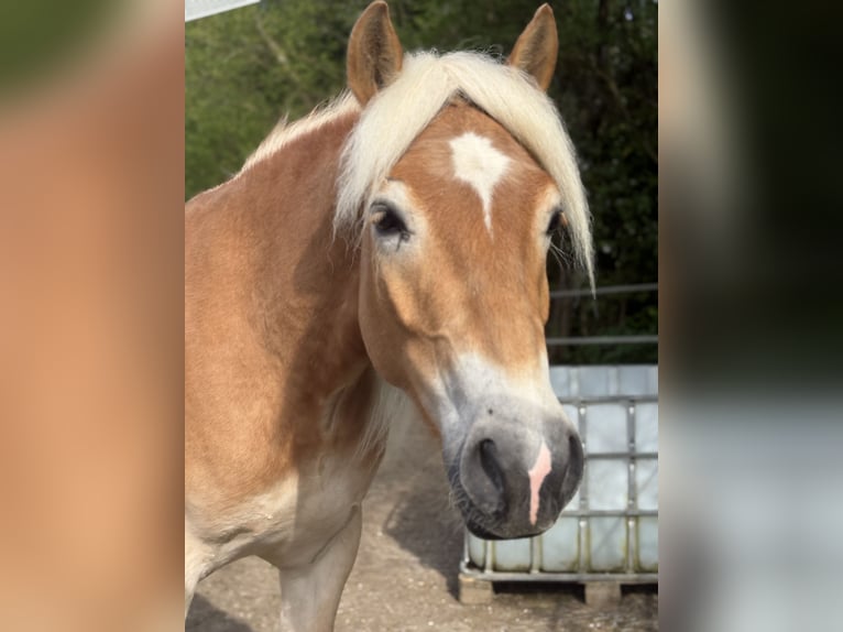 Haflinger Ruin 3 Jaar 155 cm Vos in Elsoff