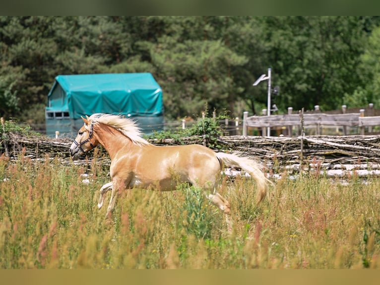 Haflinger Ruin 3 Jaar 157 cm in Bernau