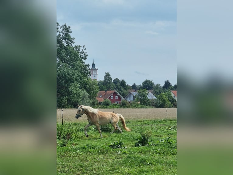 Haflinger Ruin 3 Jaar 157 cm Vos in Langerringen Haflinger Ruin 3 Jaar 157 cm Vos in Langerringen