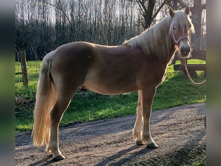 Haflinger Ruin 3 Jaar 158 cm Vos in Wipperfürth