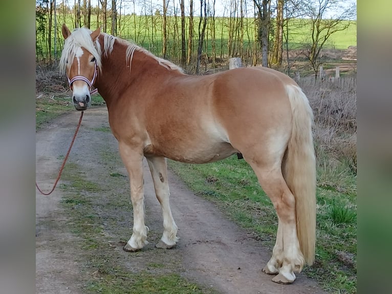 Haflinger Ruin 3 Jaar 158 cm Vos in Wipperfürth