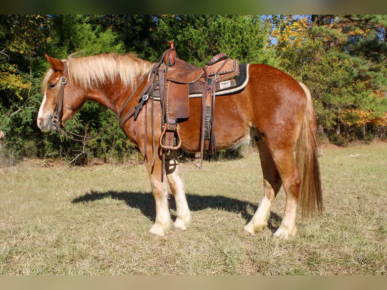Haflinger Ruin 3 Jaar Donkere-vos in RUsk TX