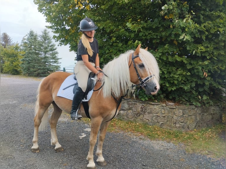 Haflinger Ruin 3 Jaar in Nettersheim