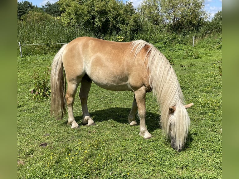 Haflinger Ruin 4 Jaar 133 cm Vos in Neustadt-Glewe