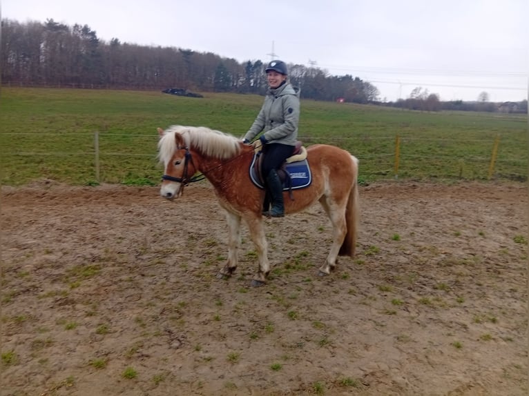 Haflinger Ruin 4 Jaar 145 cm Falbe in Vorbeck