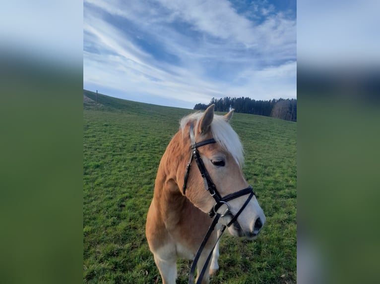 Haflinger Ruin 4 Jaar 145 cm Vos in Rettenbach am Auerberg