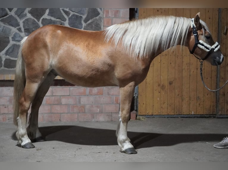 Haflinger Ruin 4 Jaar 146 cm  in Treuenbrietzen