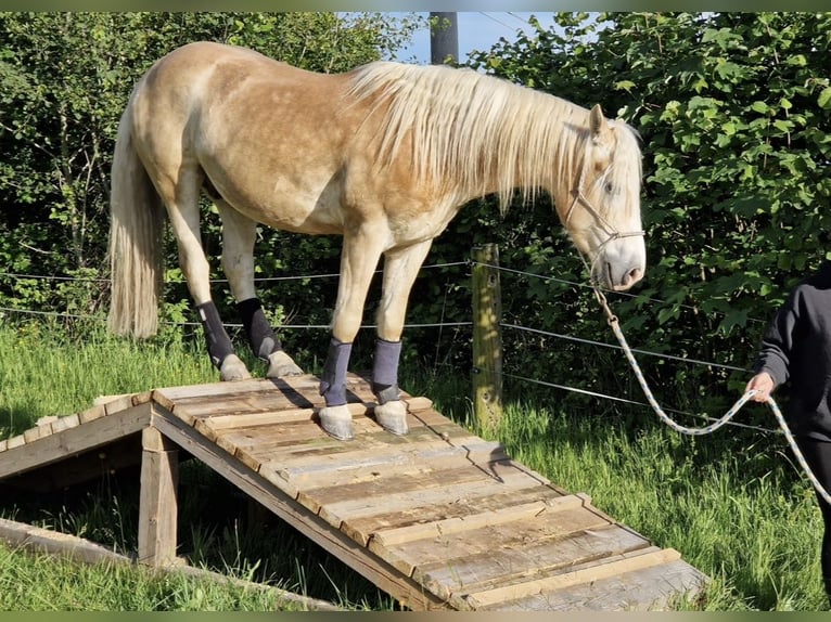 Haflinger Ruin 4 Jaar 146 cm Palomino in St.oswald Bei Fr