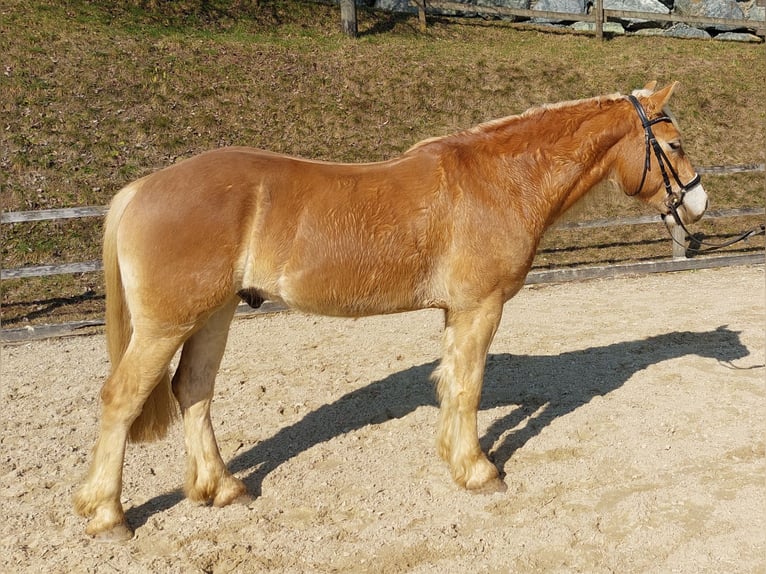 Haflinger Ruin 4 Jaar 146 cm Vos in St. PAul