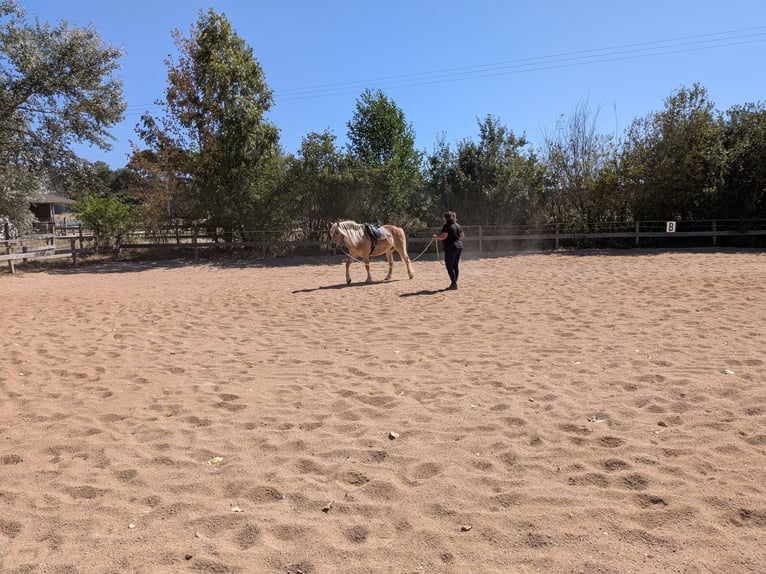 Haflinger Ruin 4 Jaar 146 cm Vos in Seubersdorf in der Oberpfalz