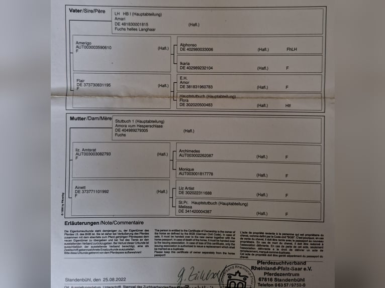 Haflinger Ruin 4 Jaar 147 cm in Nettersheim