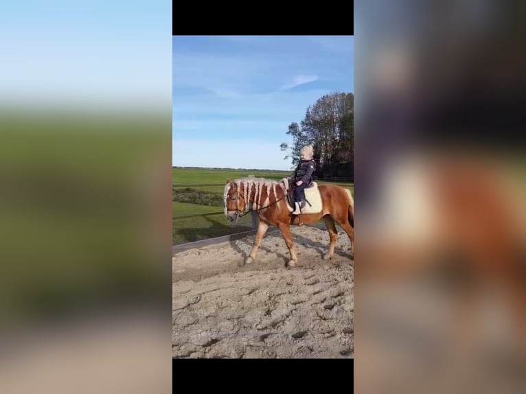 Haflinger Ruin 4 Jaar 147 cm Vos in Oudega