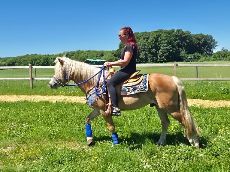 Haflinger Ruin 4 Jaar 147 cm Vos in Linkenbach