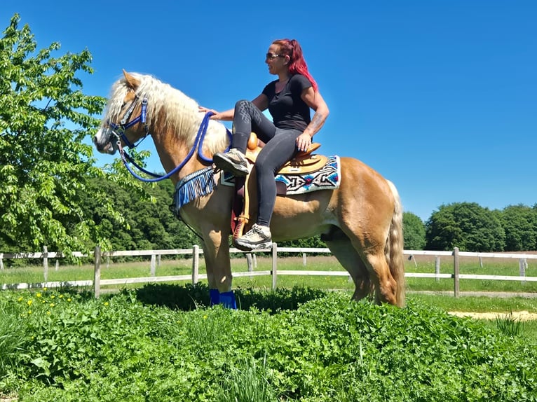 Haflinger Ruin 4 Jaar 147 cm Vos in Linkenbach