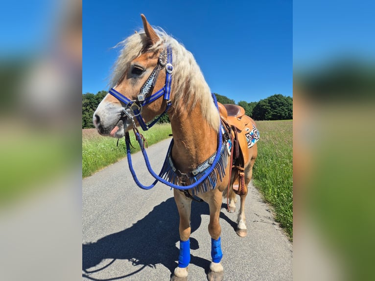 Haflinger Ruin 4 Jaar 147 cm Vos in Linkenbach