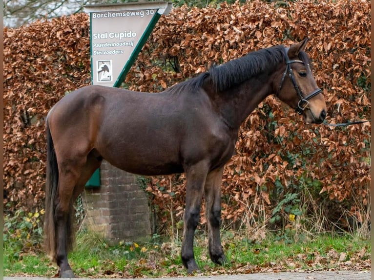 Haflinger Mix Ruin 4 Jaar 148 cm Donkerbruin in Borculo