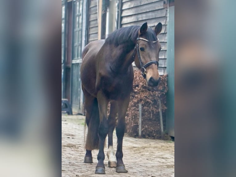 Haflinger Mix Ruin 4 Jaar 148 cm Donkerbruin in Borculo