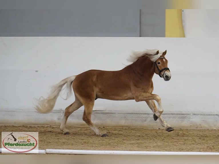 Haflinger Ruin 4 Jaar 148 cm Vos in Feistritz an der Gail