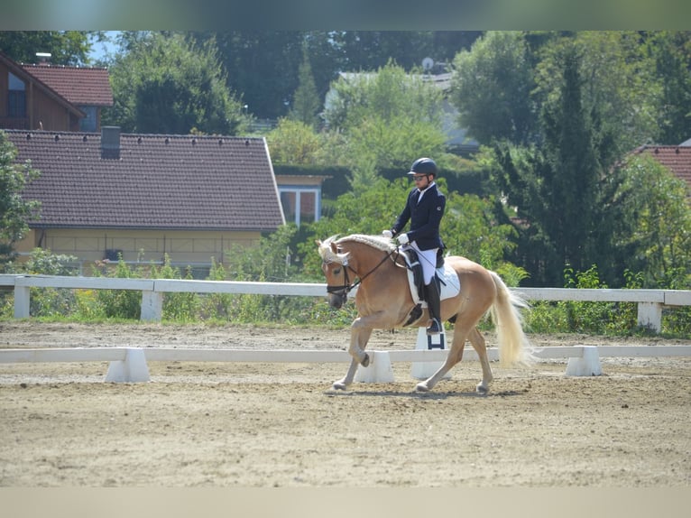 Haflinger Ruin 4 Jaar 148 cm Vos in Feistritz an der Gail