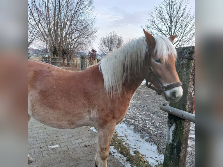 Haflinger Ruin 4 Jaar 148 cm Vos in Moorenweis