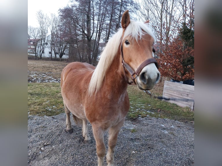 Haflinger Ruin 4 Jaar 148 cm Vos in Moorenweis