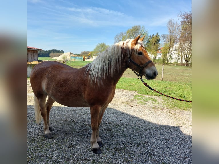 Haflinger Ruin 4 Jaar 148 cm Vos in Moorenweis