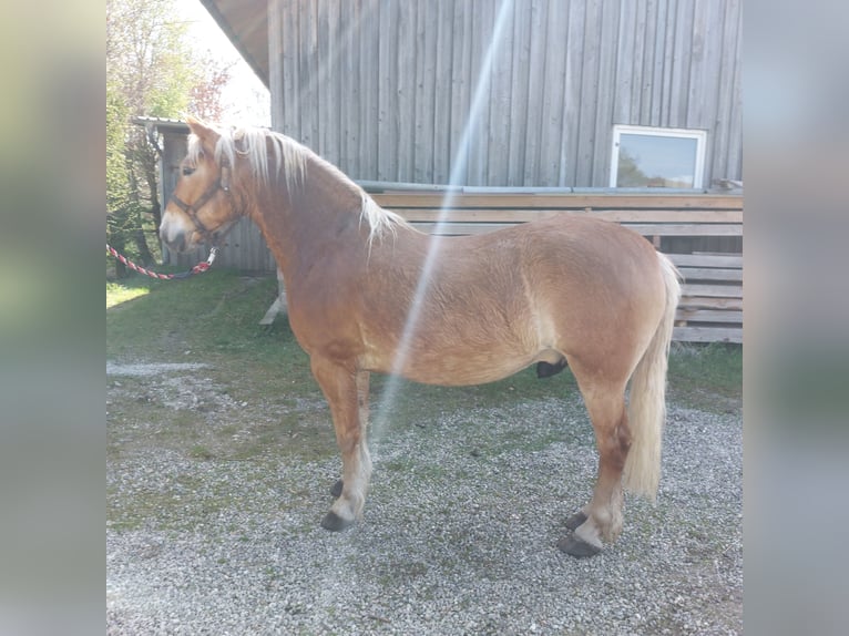 Haflinger Ruin 4 Jaar 148 cm Vos in Moorenweis
