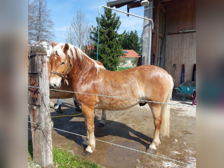 Haflinger Ruin 4 Jaar 148 cm Vos in Moorenweis